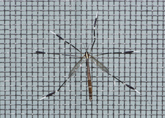 Bittacomorpha clavipes