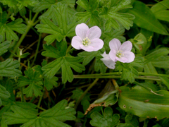 Geranium