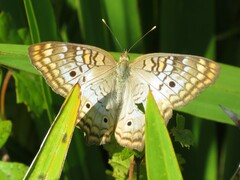 Anartia jatrophae