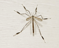 Bittacomorpha clavipes