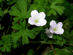 Geranium