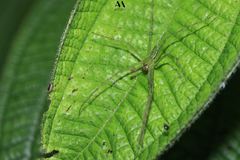 Thaumasia