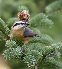 Sitta canadensis