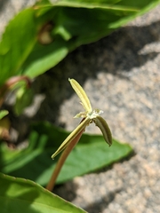 Viola lanceolata