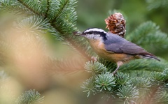 Sitta canadensis
