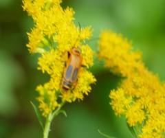 Chauliognathus pensylvanicus
