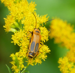 Chauliognathus pensylvanicus