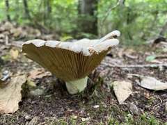 Lactifluus deceptivus