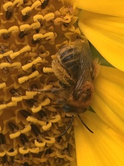 Melissodes trinodis