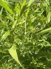 Epilobium coloratum