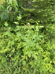 Rudbeckia