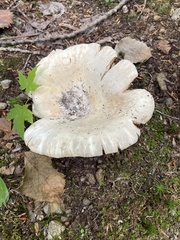 Lactifluus deceptivus