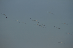 Recurvirostra americana