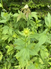Rudbeckia