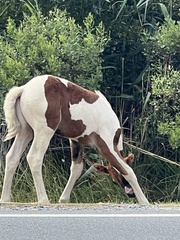 Equus caballus