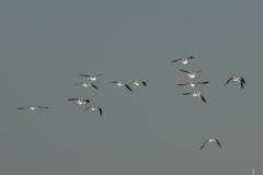 Recurvirostra americana