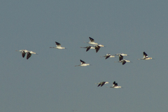 Recurvirostra americana