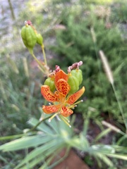 Iris domestica