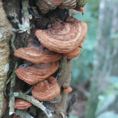 Trametes sanguinea