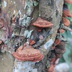 Trametes sanguinea