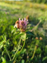 Apis mellifera