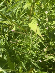 Epilobium coloratum