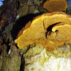 Trametes sanguinea