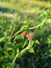 Apis mellifera