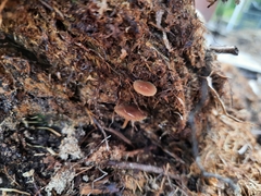 Pholiotina rugosa