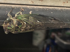 Neotibicen canicularis