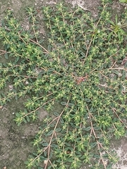 Euphorbia maculata