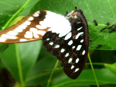 Graphium eurypylus
