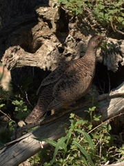 Dendragapus obscurus