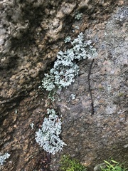 Stereocaulon saxatile