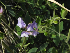 Lathyrus pubescens