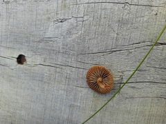 Pholiotina rugosa