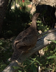 Dendragapus obscurus