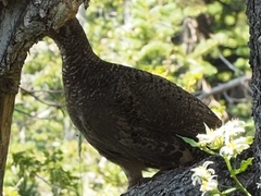 Dendragapus obscurus