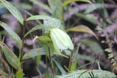 Sobralia macrophylla