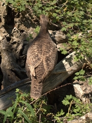 Dendragapus obscurus