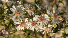 Symphyotrichum urophyllum