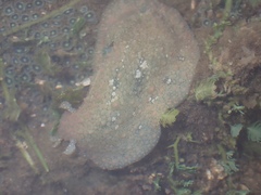 Dolabrifera nicaraguana