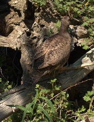 Dendragapus obscurus