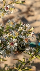 Symphyotrichum urophyllum