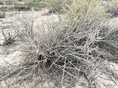 Tetradymia spinosa