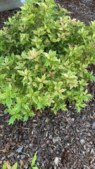 Osmanthus heterophyllus