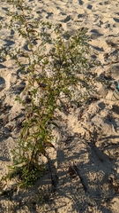 Symphyotrichum urophyllum