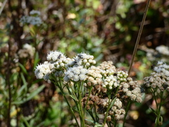 Diabrotica undecimpunctata