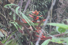Guzmania