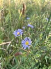 Symphyotrichum puniceum